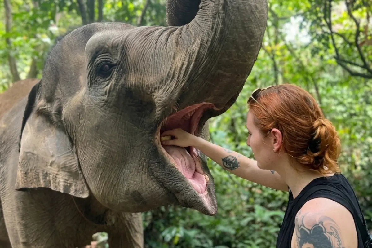 sumatra-tours-tangkahan-elephant.jpg