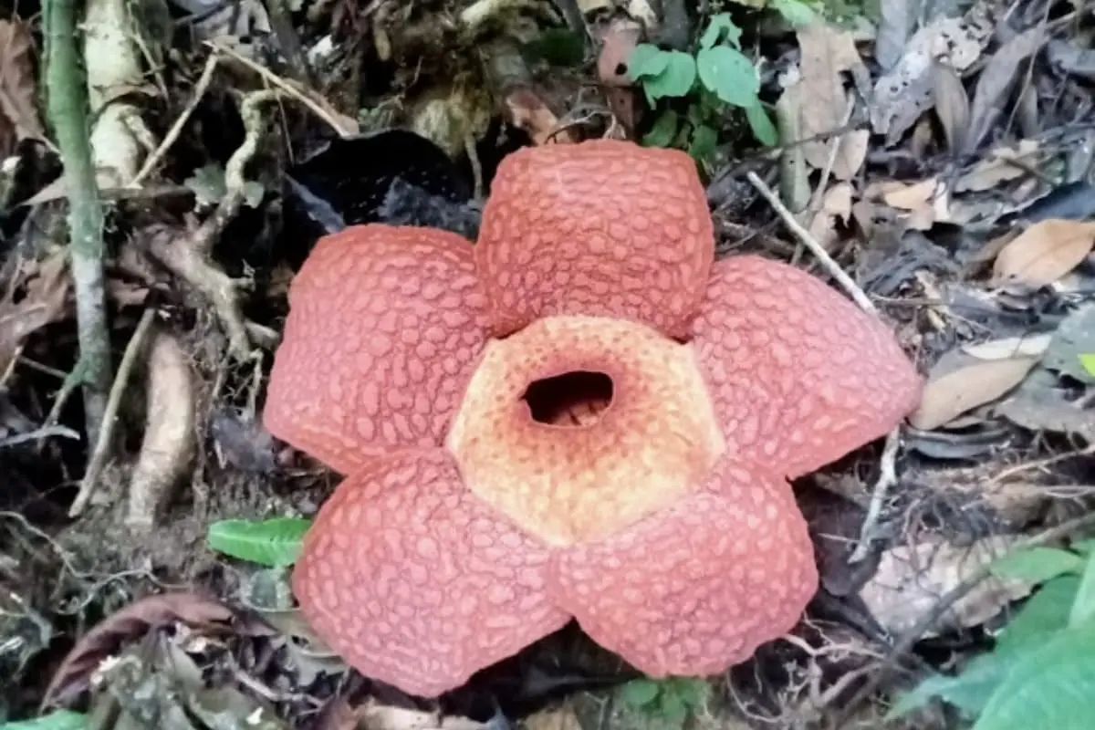 Rare Rafflesia Arnoldii Bloom