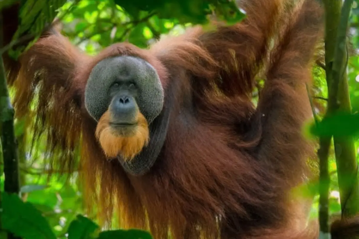 "Orangutan trekking on a Sumatra tour with Trekking Sumatra Expedition